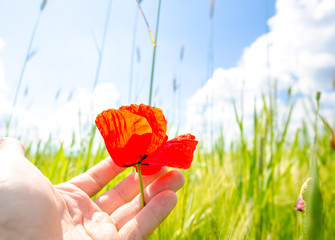 Man hand holding a delicate sensitive beautiful red poppey flower on a fresh green wheat field on a sunny summer day suggesting calm and peace