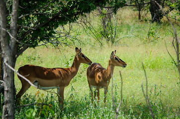 Impala in shade in hot afternoon