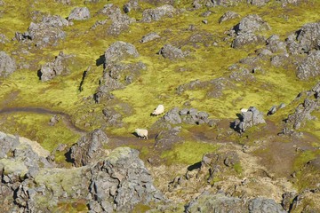 Schafe im Lavafeld am Landmannalaugar