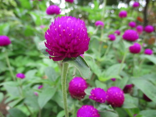Fototapeta premium beautiful flowers in the garden 