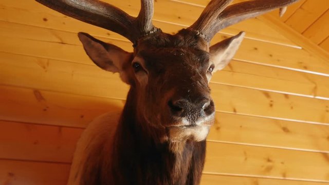 Large trophy elk mount on the wall