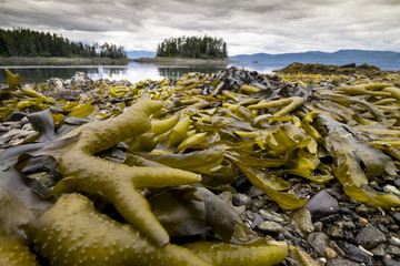 Seaweed Covered Beach, Brothers Islands, Alaska © Betty Sederquist