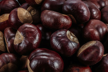 a dozen brown chestnuts lying next to each other