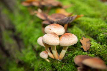 Grünblättrige Schwefelkopf (Hypholoma fasciculare)