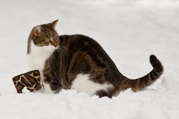 Katze im Schnee