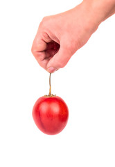 Fruit tamarillo in hand