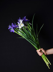 Bouquet of irises in a hand on a black background