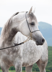  portrait of beautiful arabian white colt