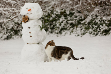 Katze im Schnee