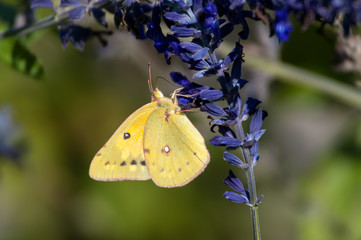 Orange sulphur butterfly