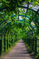 Green archway in the park at summer, plants tunnel pergola with climbing plant