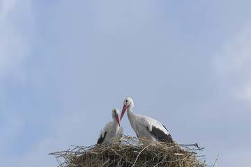 Stork Love