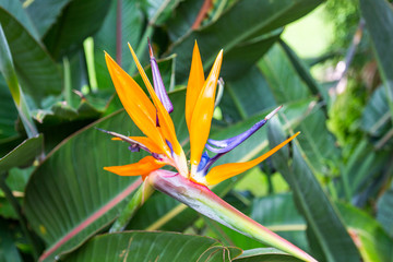 Obraz premium Strelitzia reginae (bird-of-paradise flower). Tenerife, Canary Islands