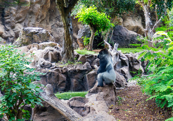 Black gorilla (male) at the zoo on brown-green background, outdoor (Tenerife, Canary islands, Spain).