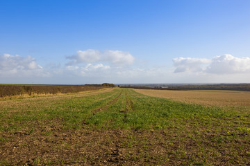 Fototapeta na wymiar straw stubble field in autumn
