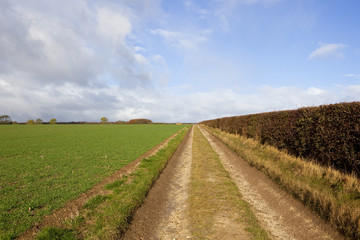 Fototapeta na wymiar farm track with hedgerow