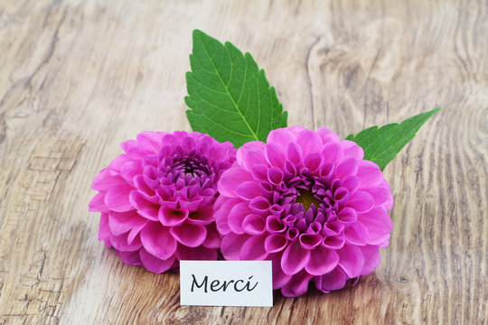 Merci (thank you in French) with pink dahlia on wooden surface

