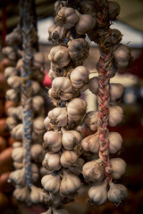 buds of garlic © rusty elliott
