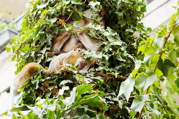 Portrait of squirrel, wildlife. Red squirrel on a tree trunk. 