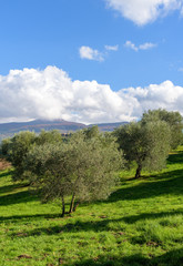Fototapeta premium olive grove on green lawn