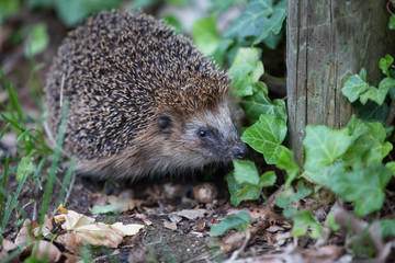 Igel