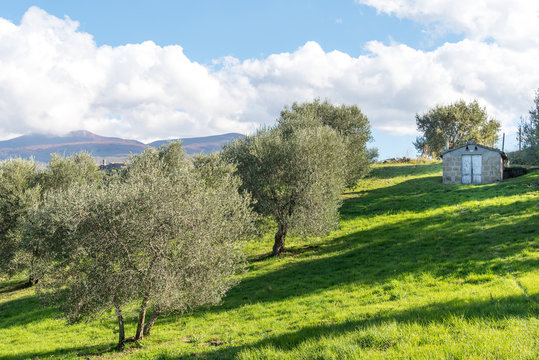 olive trees and small building for agricultural tools