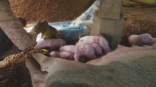 Woman wiping a newborn piglet down with a towel and cleaning off after birth; piglets suckling on the sow's teats for milk