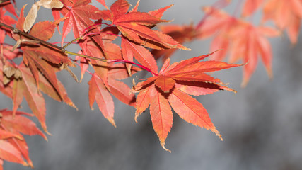 red maple leaves,Stanley park,English bay,Vancouver,BC,Canada