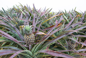 Obraz premium Taitung, Taiwan - 2016. Pineapple farm at Luye.