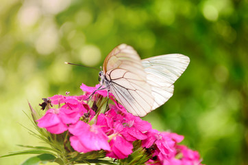 beautiful white butterflie on a pink flowers  -closeup © boryanam