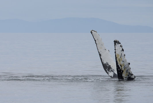 Humpback Whale Waving Pectoral Fins