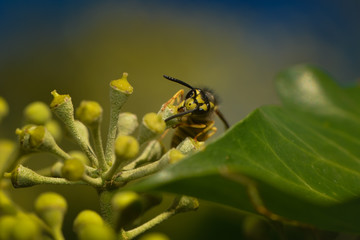 Wespe nascht an Efeublüte