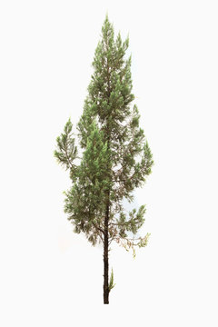 Pine tree isolated on white background.