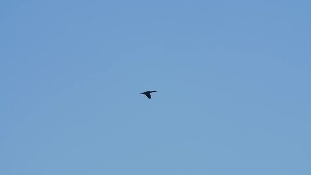 Slow Motion of cormorant sea bird flying