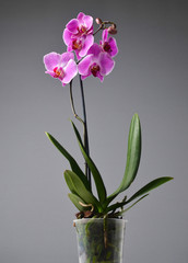 Naklejka na ściany i meble Orchid on a gray background