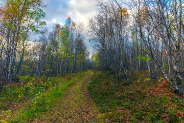 Old forest road.Rural road through the autumn forest