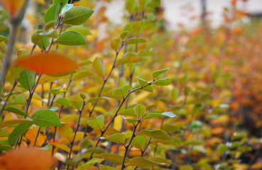 Bushes with red and green leaves