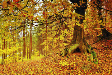 Detail of yellow autumnal forest in Macha region in the Czech Republic