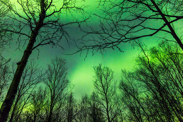 The mystical glow of the Northern lights over the tree tops in autumn forest