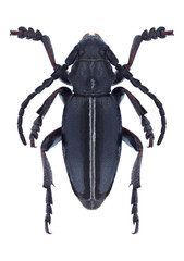 Beetle Dorcadion cinerarium on a white background