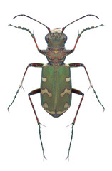 Beetle Cicindela soluta on a white background