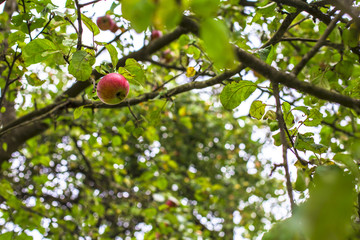 Apple tree. apple on the tree.