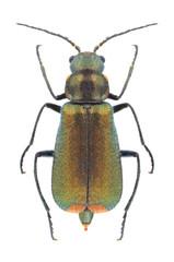 Beetle Malachius bipustulatus on a white background