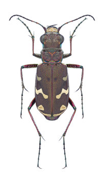 Beetle Cicindela soluta on a white background