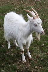 Obraz premium white goat