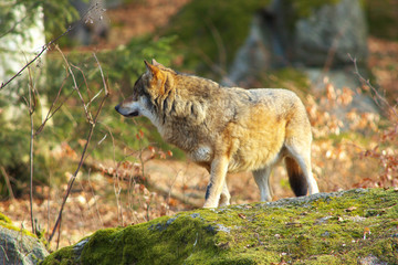 Naklejka na ściany i meble Alone Wolf in Forest