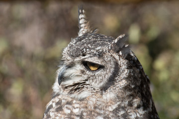 Great Horned Owl in Grand Tetons National Park