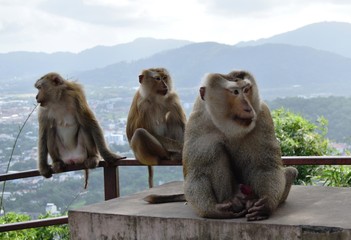 Naklejka premium Monkey in forest in Thailand 