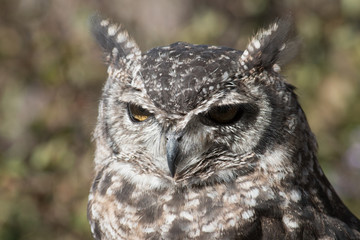 Great Horned Owl in Grand Tetons National Park