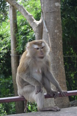 Monkey in forest in Thailand 